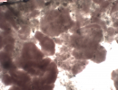 mikrocamlab-ana1